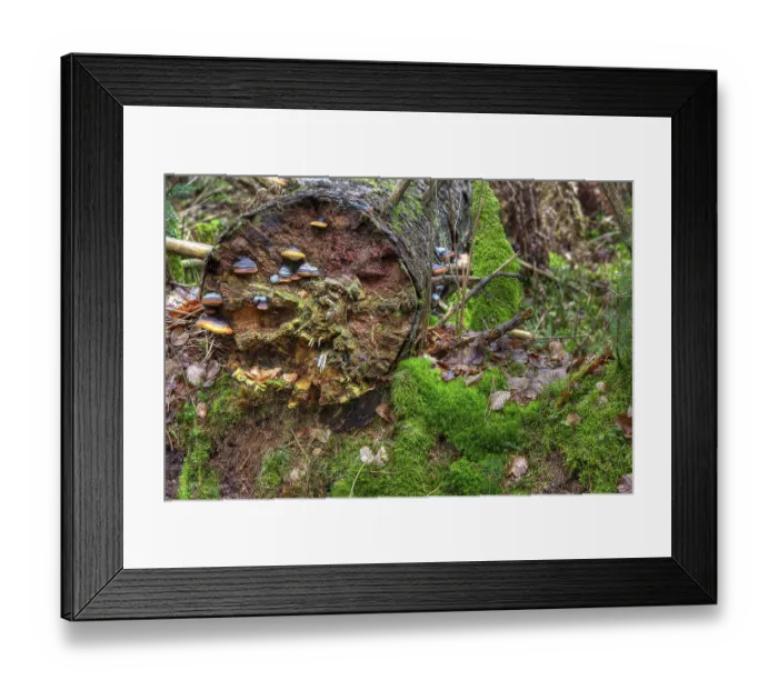 Framed Print : Red Banded Polypore (Fomitopsis pinicola) on a tree trunk