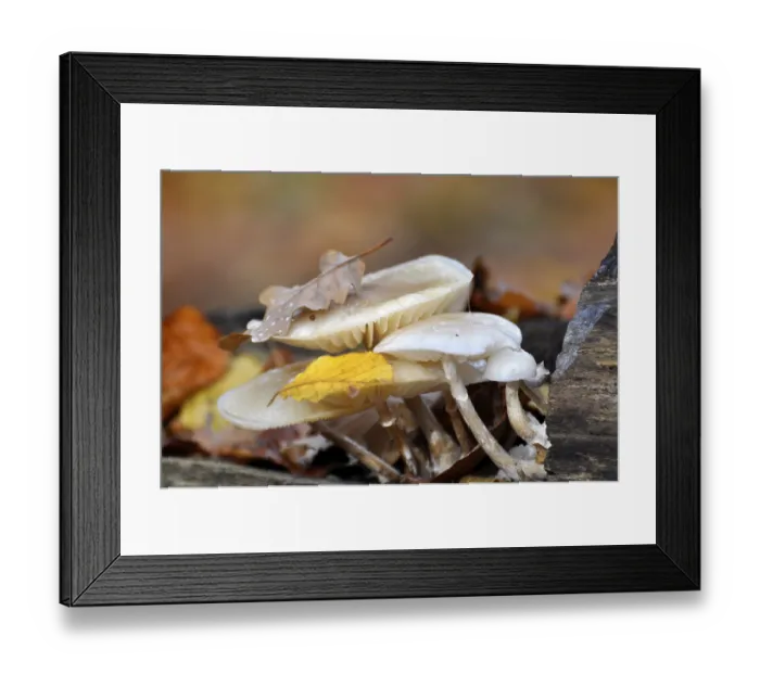 Framed Print : Fungus on a tree trunk in the forest Framed Print : Fungus on a tree trunk in the forest