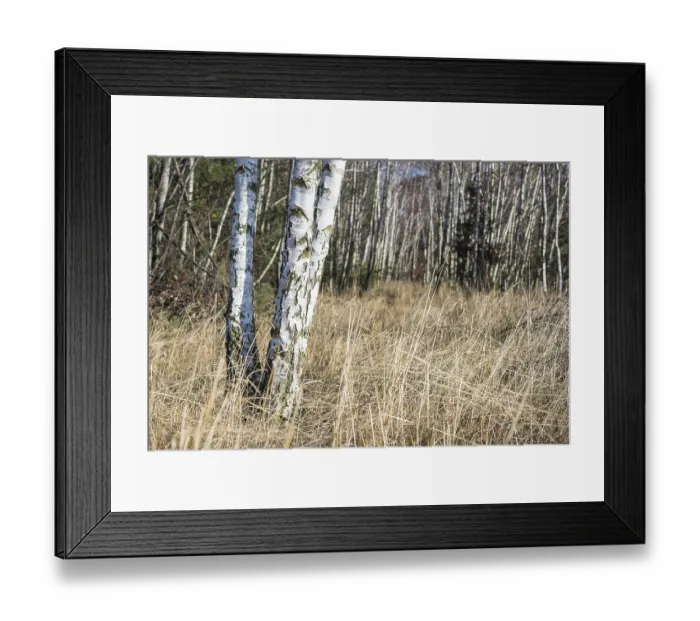 Framed Print : Birch tree forest in burgenland Austria
