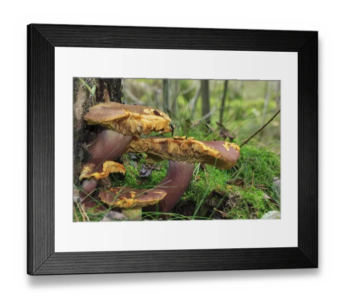 Framed Print : Lemon-leaved russula, Russula sardonia (Russulaceae)