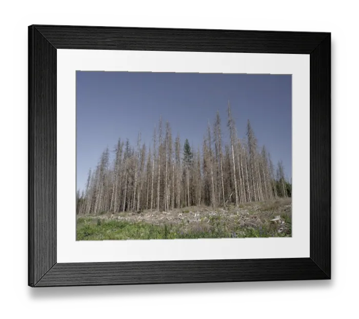 Framed Print : Dead, dead spruces (Picea), tree death