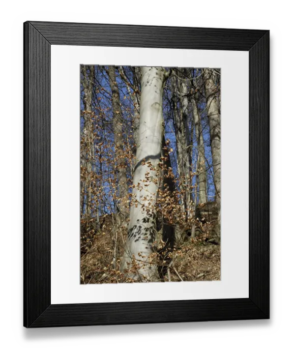 Framed Print : European- or Common Beech trees (Fagus sylvatica) in autumn Framed Print : European- or Common Beech trees (Fagus sylvatica) in autumn