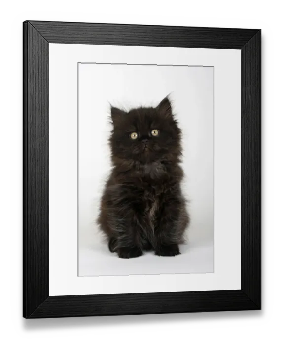 Framed Print : British longhair cat, kitten, 8 weeks