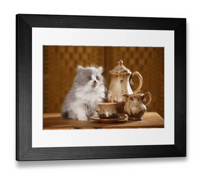 Framed Print : British Longhair, kitten, 9 weeks Framed Print : British Longhair, kitten, 9 weeks