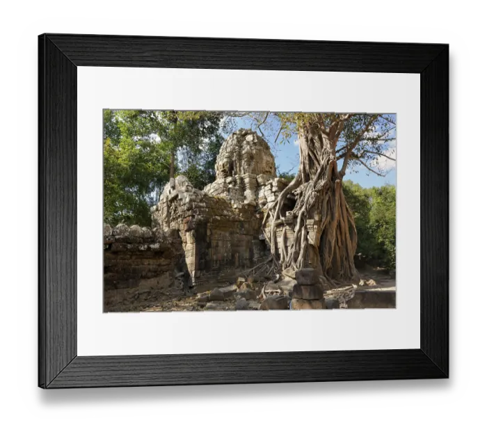 Framed Print : White Fig or Strangler Fig (Ficus virens) Framed Print : White Fig or Strangler Fig (Ficus virens)