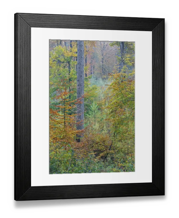 Framed Print : Red beech forest in autumn, Common Beech forest in fall Framed Print : Red beech forest in autumn, Common Beech forest in fall