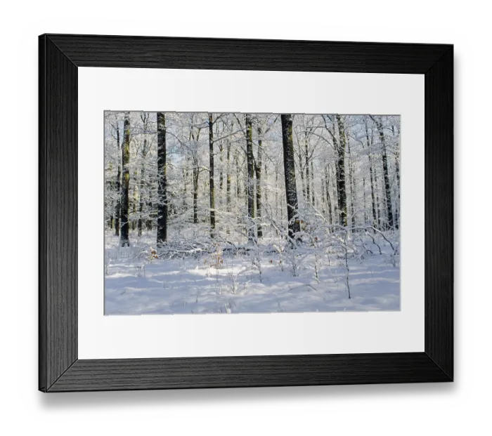 Framed Print : Winter forest with Pedunculate Oak (Quercus) and Common Beech robur