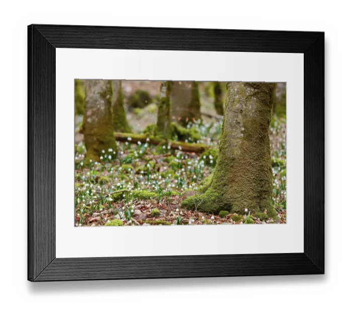 Framed Print : Spring snowlfake, snowflake, forest