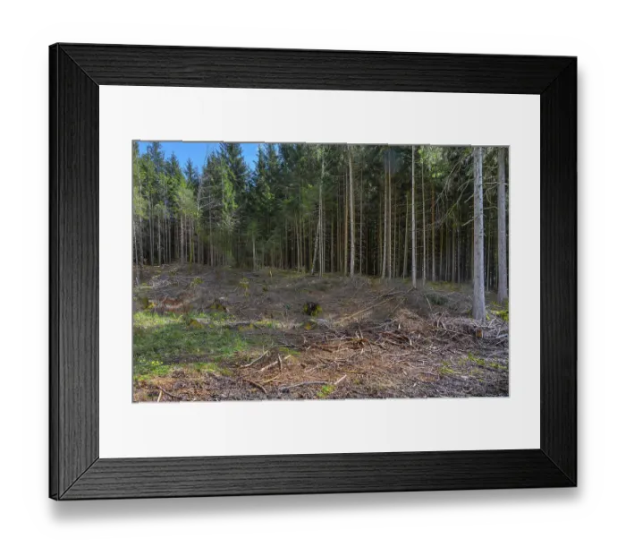 Framed Print : Spruce forest, pole forest with clear cut