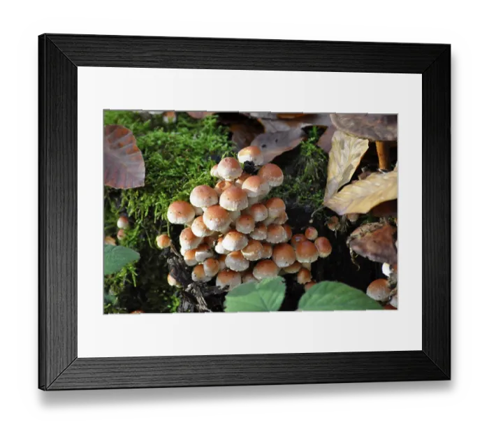 Framed Print : Mushroom on a log, winter mushroom (Flammulina velutipes)