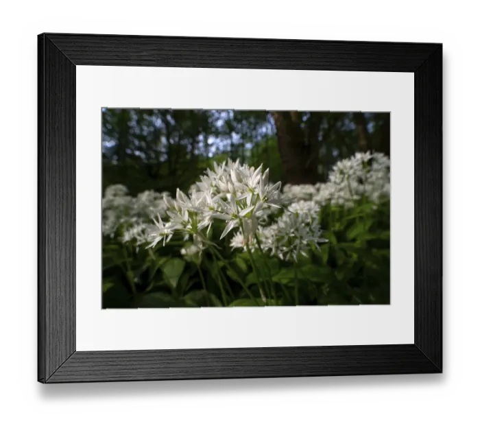 Framed Print : Ramson (Allium ursinum), sea of wild garlic flowers in the beech forest