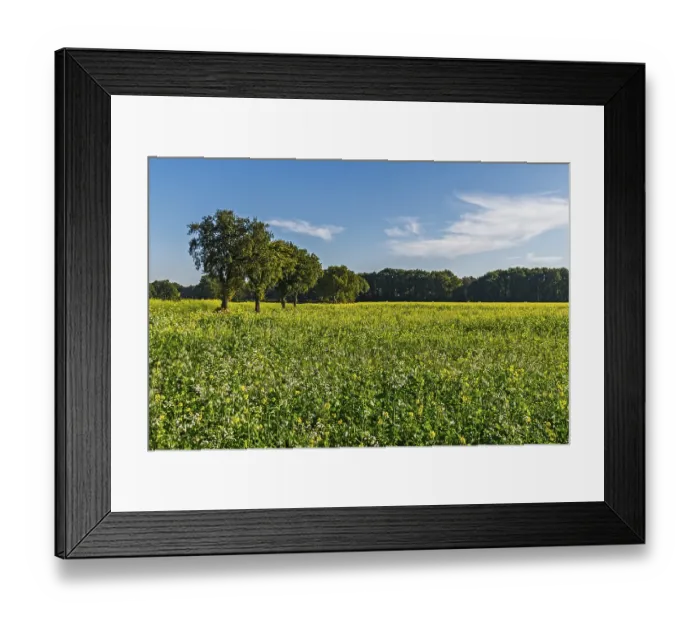 Framed Print : Black mustard (Brassica nigra)