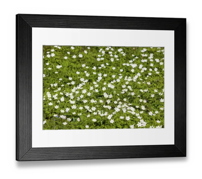 Framed Print : Flowering anemone carpet in the forest