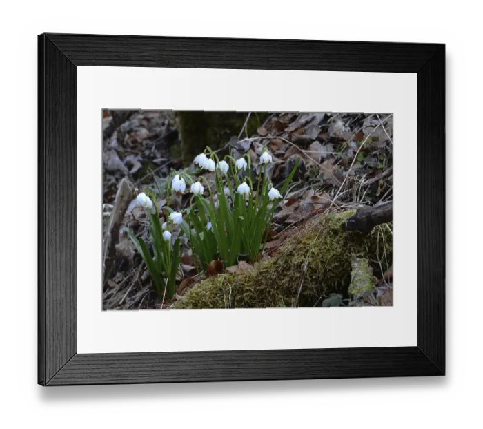 Framed Print : The early bloomer Marzenbecher