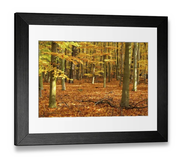 Framed Print : Beech forest in autumn, beech forest in fall