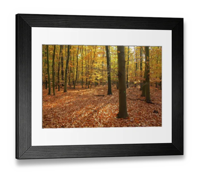 Framed Print : Beech forest in autumn, beech forest in fall Framed Print : Beech forest in autumn, beech forest in fall