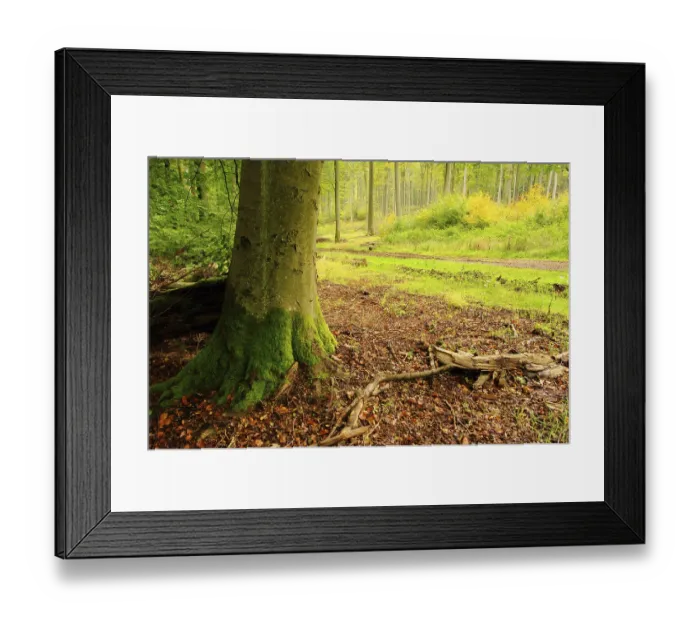Framed Print : Beech forest in autumn, beech forest in fall 10 Framed Print : Beech forest in autumn, beech forest in fall 10