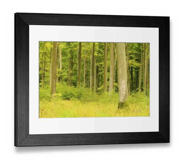 Framed Print : Beech forest in autumn, beech forest in fall 20 Framed Print : Beech forest in autumn, beech forest in fall 20