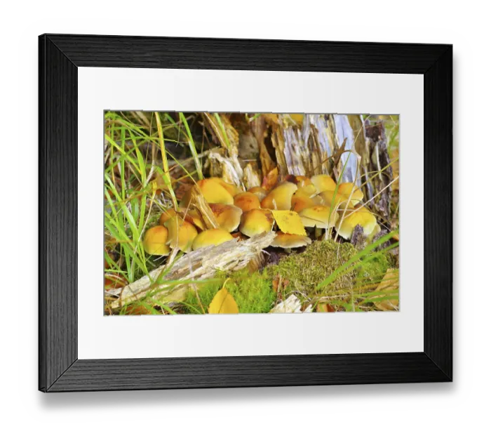 Framed Print : Stockschwammchen im Herbstwald