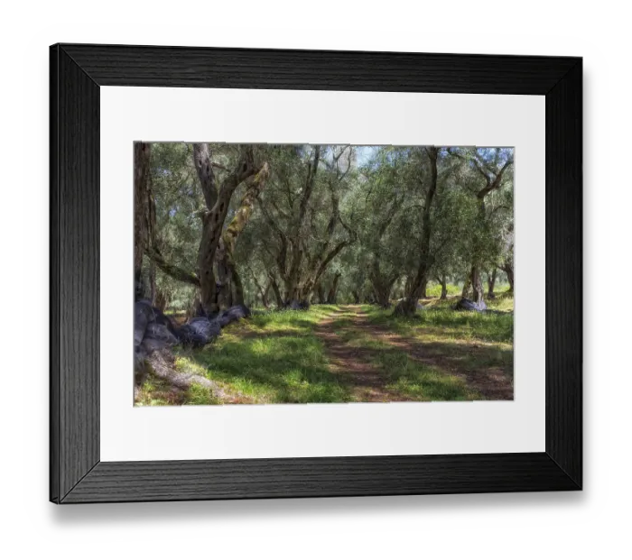 Framed Print : Olive grove on Corfu, Greece