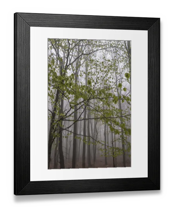 Framed Print : Beech forest in the fog, Ore Mountains