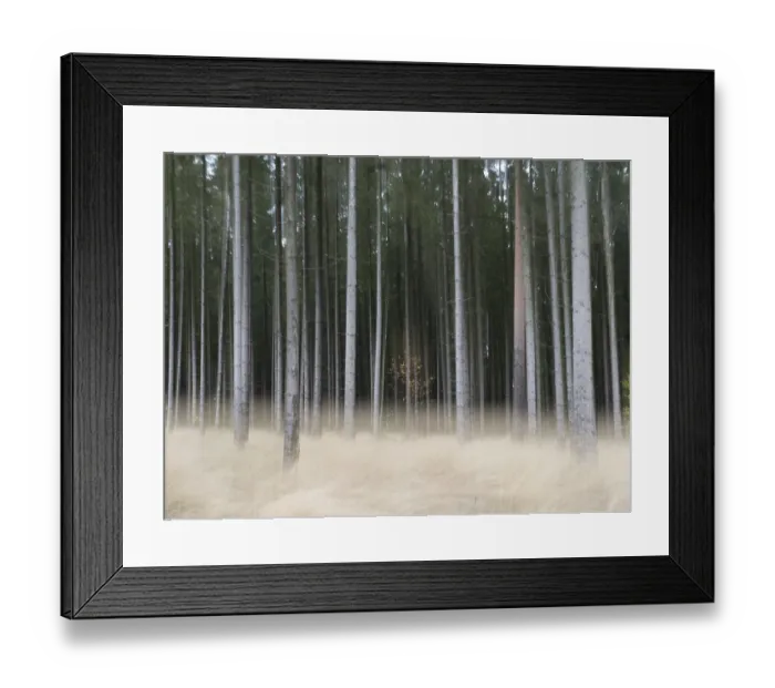 Framed Print : Moving image of a spruce forest with light-coloured forest bluegrass