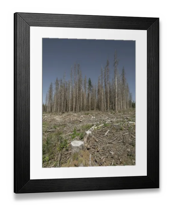 Framed Print : Dead, dead spruces (Picea), stumps of felled trees