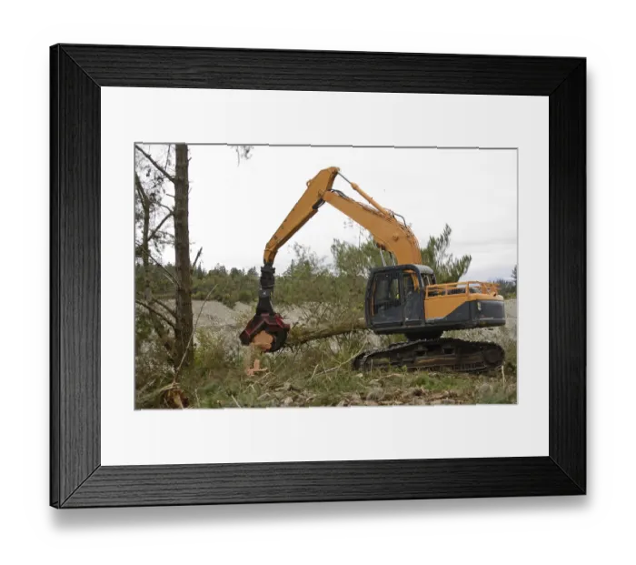 Framed Print : A Pinus radiata tree is felled by an autocutter at a milling site in exotic forest on the West Coast Framed Print : A Pinus radiata tree is felled by an autocutter at a milling site in exotic forest on the West Coast