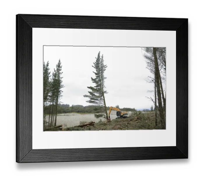 Framed Print : A Pinus radiata tree is felled by an autocutter at a milling site in exotic forest on the West Coast
