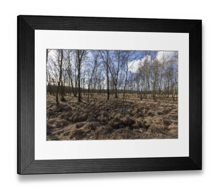 Framed Print : Birch forest and wet meadows in the Professormoor in the Duvenstedter Brook nature reserve Framed Print : Birch forest and wet meadows in the Professormoor in the Duvenstedter Brook nature reserve