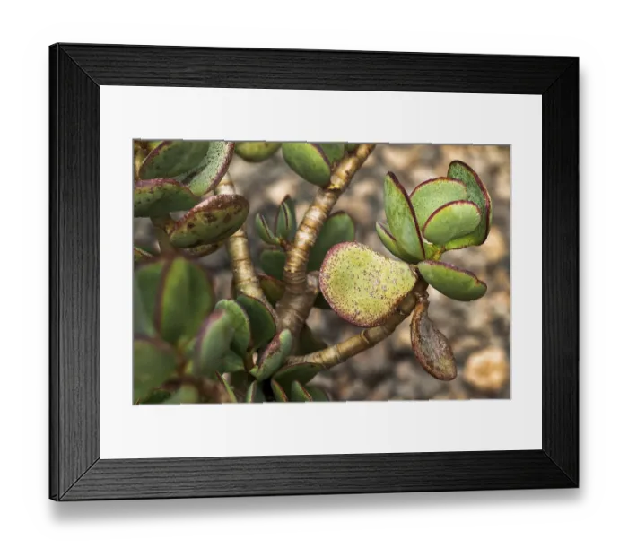 Framed Print : Crassula is the name for a species-rich genus of plants from the family of the thicket family