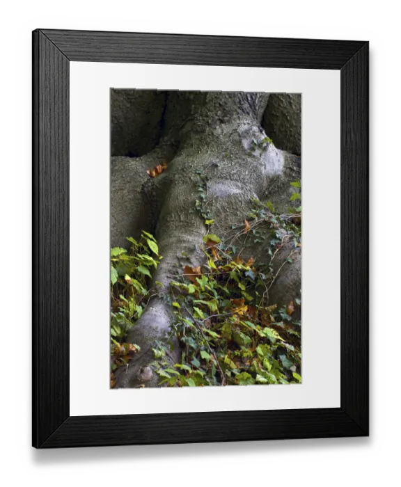 Framed Print : Beech forest in Knoops Park, Bremen Lesum, Germany