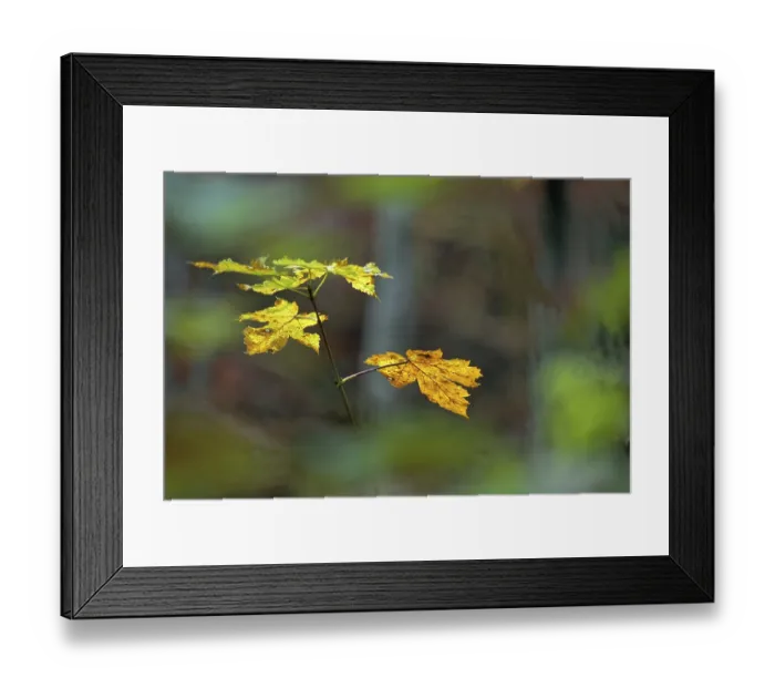 Framed Print : Autumn atmosphere in the deciduous forest Framed Print : Autumn atmosphere in the deciduous forest