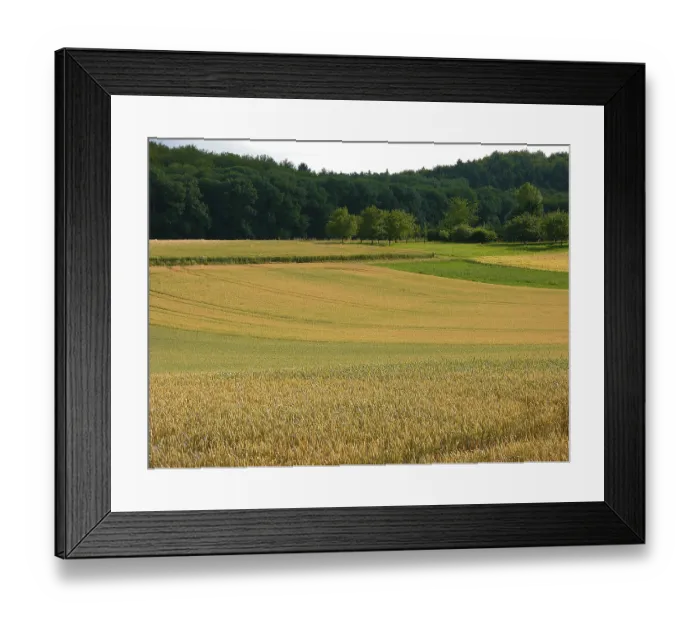 Framed Print : Various cereal fields Wheat fields at the edge of the forest Kraichgau