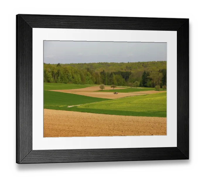 Framed Print : Mixed forest in the spring, field scenery