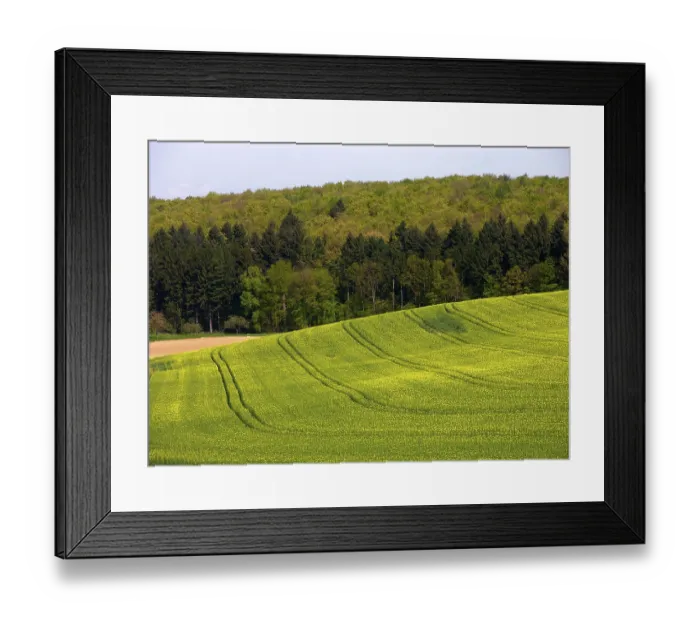 Framed Print : Mixed forest in the spring, field scenery