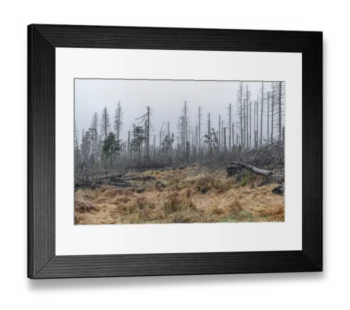 Framed Print : Harz National Park Dead trees in the mist Ghost forest