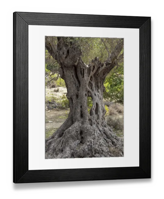 Framed Print : Knobby old scarred trunk of an Olive tree in an olive grove in the south of Crete