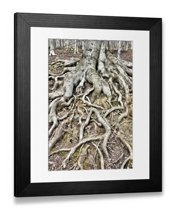 Framed Print : Roots of a beech tree in the forest