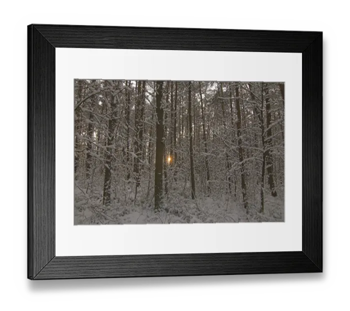Framed Print : Setting sun shines through the trees of snow covered woods