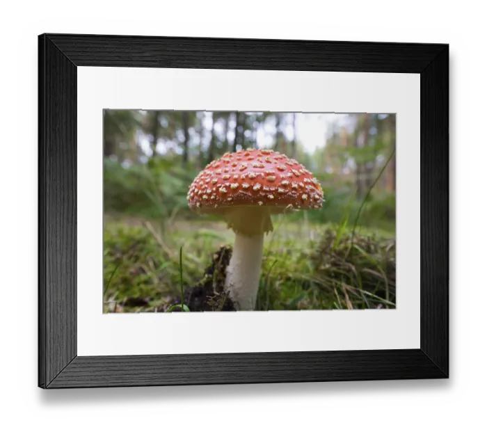 Framed Print : Fly agaric (Amanita muscaria), DarB Forest