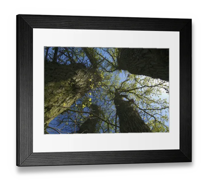 Framed Print : Forest