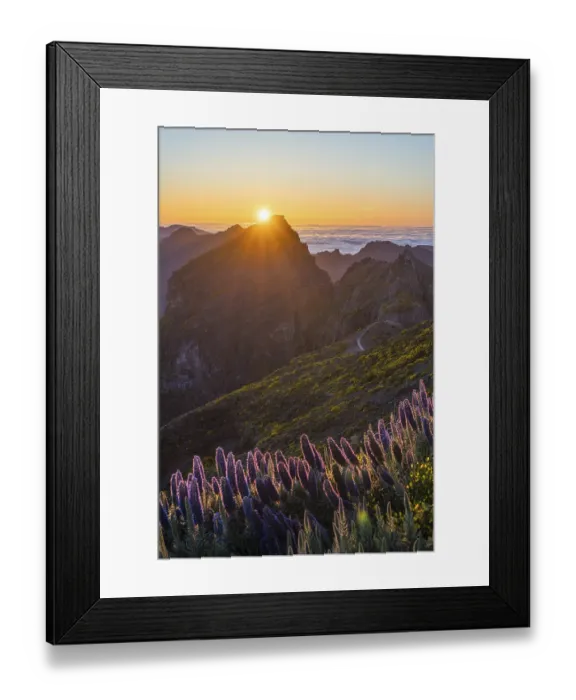 Framed Print : Pico do Arieiro. Mountains and Blooming Pride of Madeira Flowers at Sunset
