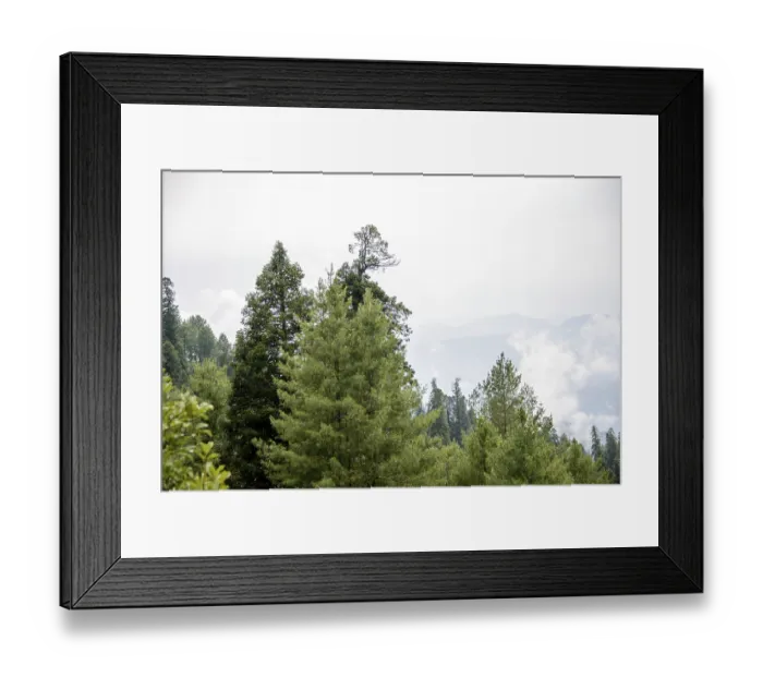 Framed Print : Pinus Roxburghii Tree on the Mountains in Nathia Gali