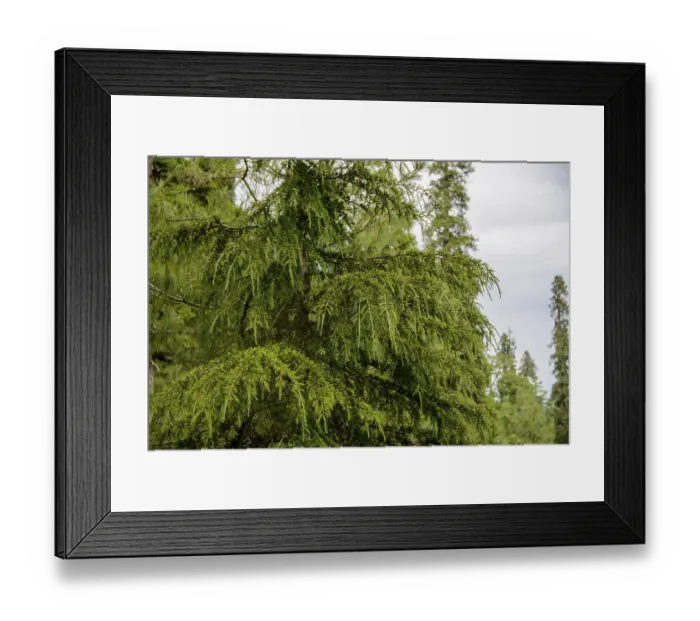 Framed Print : Pinus Roxburghii Tree on the Mountains in Nathia Gali
