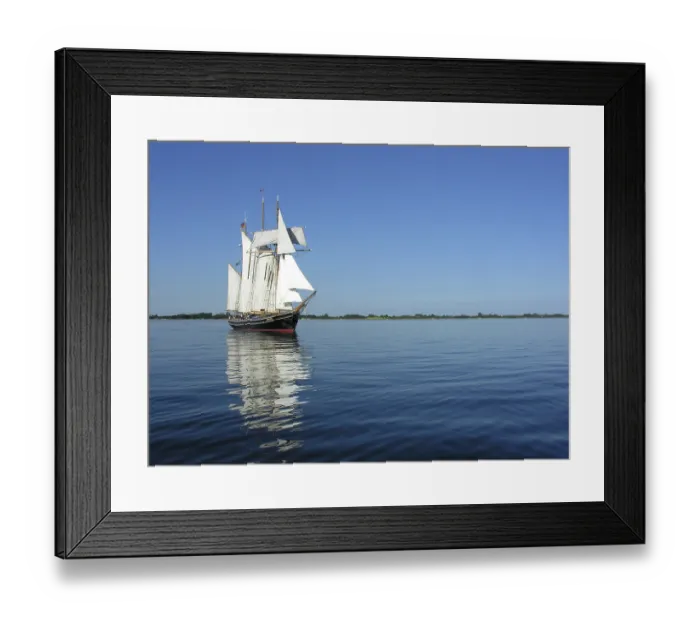 Framed Print : Albatross
