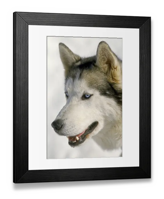 Framed Print : Siberian Husky, portrait of an adult