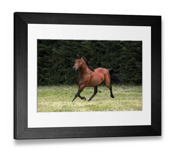 Framed Print : Appaloosa Horse Trotting