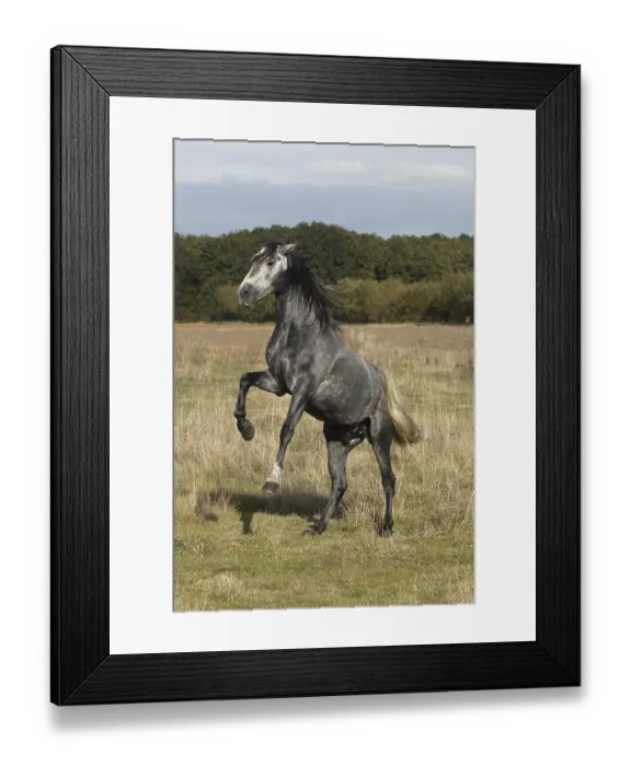 Framed Print : Lusitano Horse, Stallion Rearing up Framed Print : Lusitano Horse, Stallion Rearing up