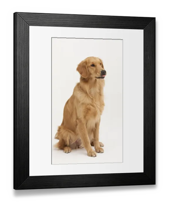 Framed Print : A Golden Retriever dog sitting on a white background Framed Print : A Golden Retriever dog sitting on a white background